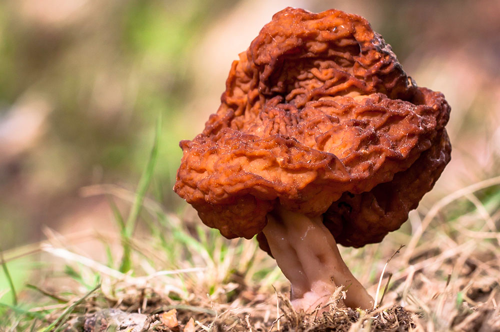 bolet gyromitra esculenta