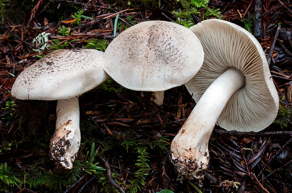 bolet tricholoma pardinum