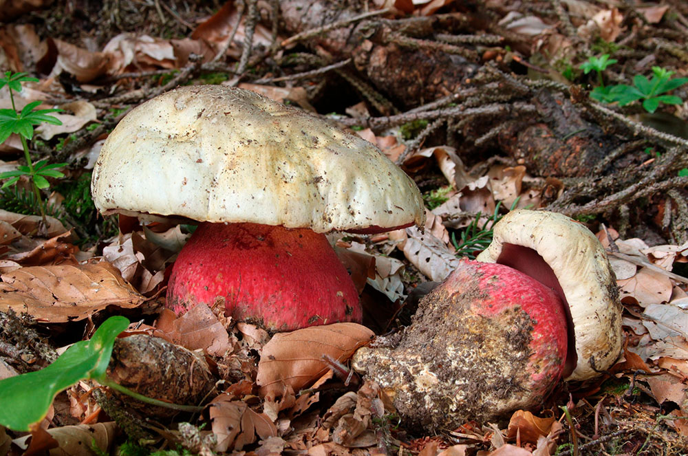 bolet boletus satanas