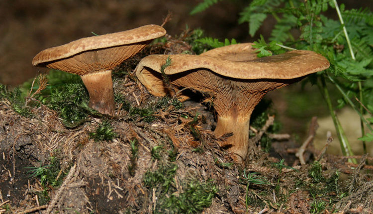 bolet paxillus involutus