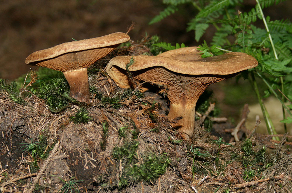 bolet paxillus involutus