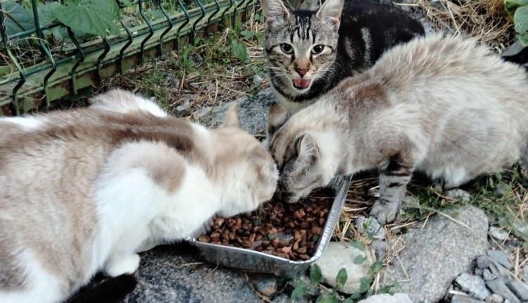 alimentacion colonias