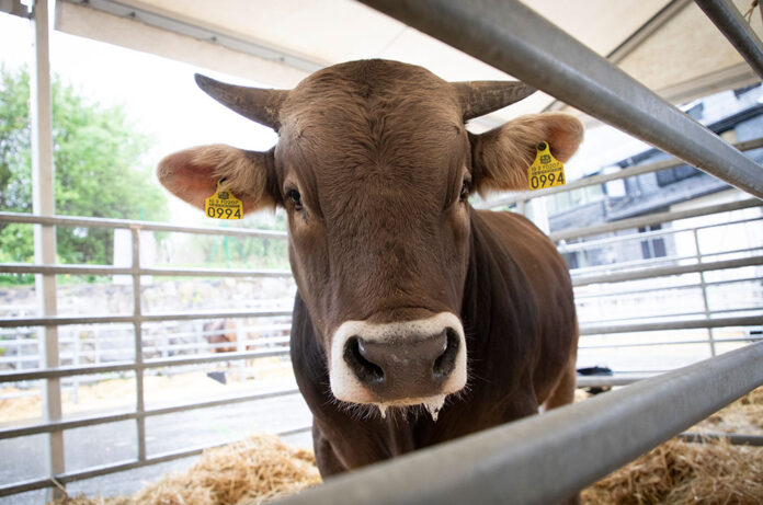Vaca a la Fira del Bestiar