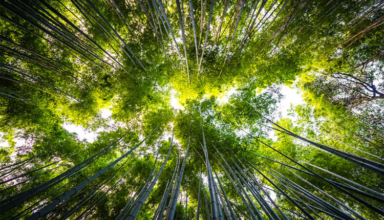Beautiful landscape of bamboo grove in the forest at Arashiyama