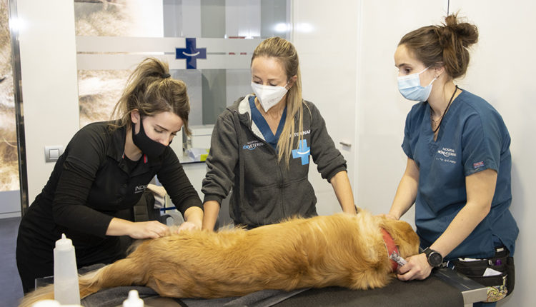 AniCura Món Veterinari_DonaSecret_Andorra