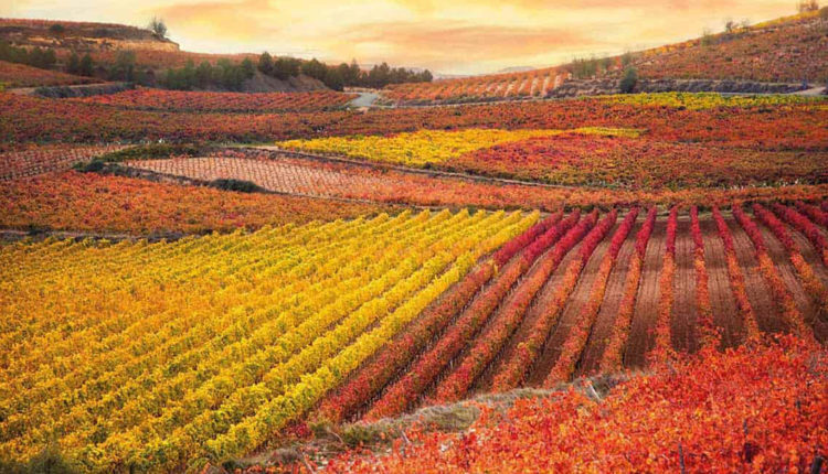 Rioja-alavesa-vinedos