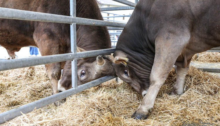 fira-bestiar-ordino-028A5321