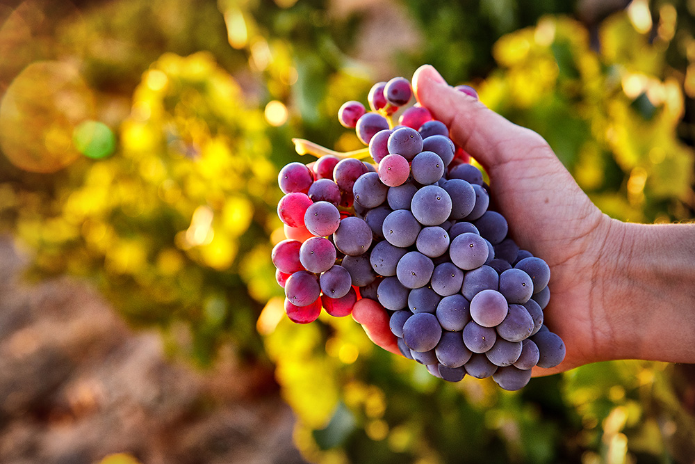 Els vins de Bodega Marañones elabora vins espectaculars a partir de garnatxa, albillo reial i altres varietats autòctones