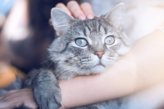 Els Gats d’Adela, per amor als felins