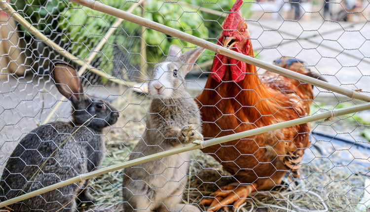 mercat-o-feirao-IMG_1727