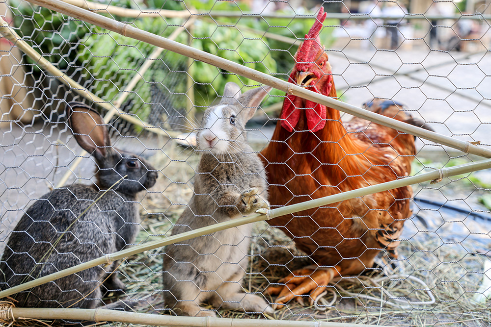 mercat tradicional O Feirão