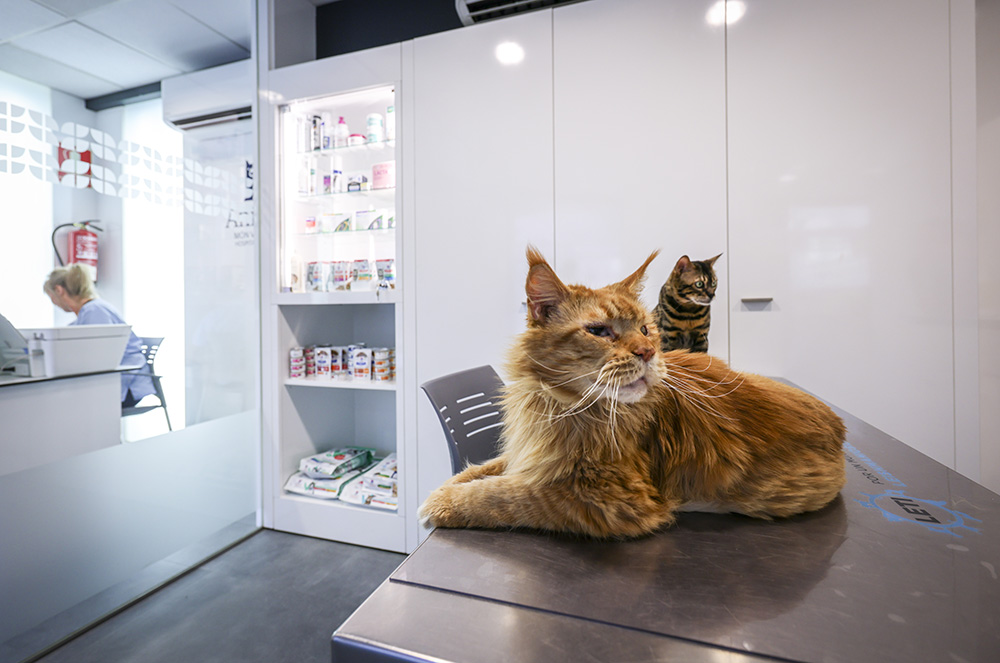 AniCura Món Veterinari Hospital Veterinari